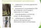 Система HOG PRO для контроля популяции кабана европейского Sus scrofa - 20